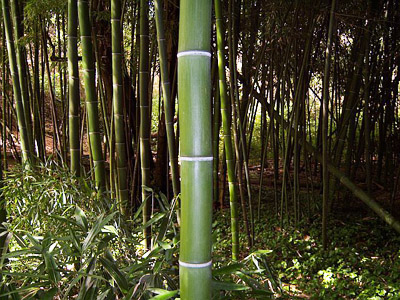 Growing Giant Bamboo Phyllostachys Bambusoides